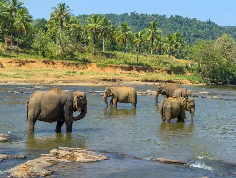 Elephants Sri Lanka